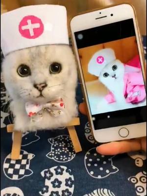 A post by @diydogcat on TikTok caption: Very cute cat♥#foryou #fyq #DIY #cat