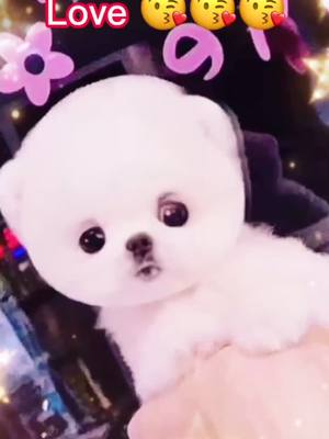 A post by @cabreclassi07462 on TikTok caption: Do you like it ?#cutedog #puppy #foryou #cuteanimals