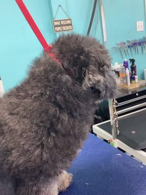 A post by @allpetgroomingteam on TikTok caption: Spring clean up!  #dog groomer #cute  #poodlesoftiktok  #fyp #puppy