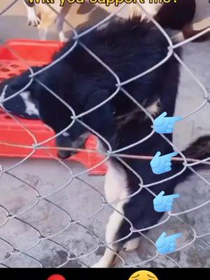 A post by @alashanto on TikTok caption: Why is there such a place 😩I will help them will you support me in doing this#dog #pet #doglove #tiktok