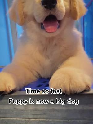 A post by @cutepetchannel on TikTok caption: Is it cute?Will u love it?#doglovers #doggy #goldrenretriever #petslover #dogs #fyp #puppy #puppylove