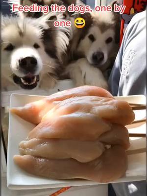 A post by @petlover_99 on TikTok caption: Yummy yummy 😋 #dogsoftiktok #pet #dog #petlover