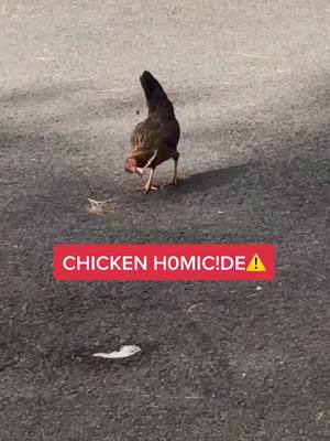 A post by @leavaye on TikTok caption: Chickens are eating chickens in the streets of Kailua #chicken #carnivore #savage