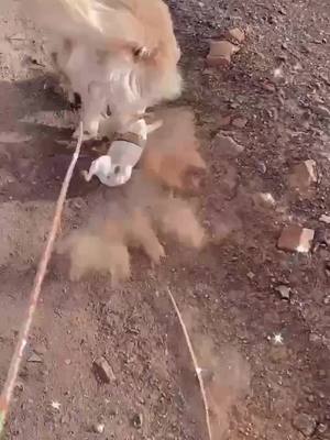 A post by @dunasaurio_ on TikTok caption: Que casi me la mata 🥲😂 #chihuahua #animales #goldenretrieverlife #pets