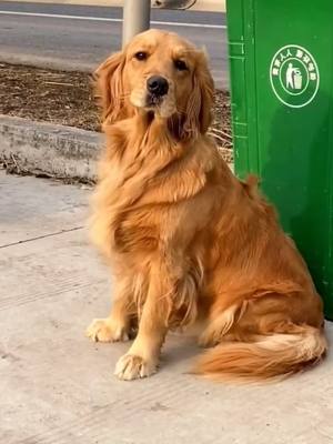 A post by @doggleo on TikTok caption: Well done, my dear. #goldenretriever