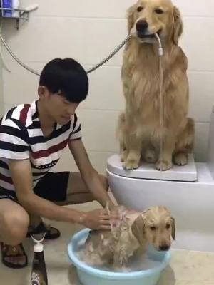 A post by @kawayi520 on TikTok caption: Dog shower #funny #doggy #fyp