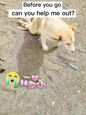 A post by @alashan on TikTok caption: #dog #fyp #tiktok 💔💔💔💔