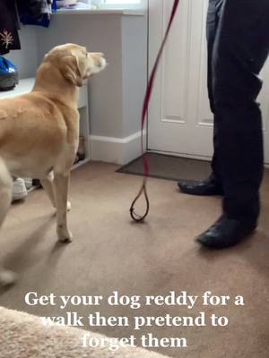 A post by @bellathelabrador0 on TikTok caption: Bella did for go for a walk after! 😂 such a good dog! #cute #yellowlabrador #dogsoftiktok #cutelabrador #cutelab #forgot #fun #joke