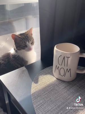 A post by @khaleesi_limitless on TikTok caption: When my mama wakes up ☀️😽 #catsoftiktok #coming2america #coffee #fyp #dunkin #raedunn