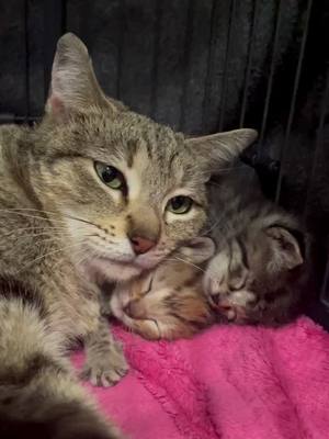 A post by @azcarerescue on TikTok caption: Thanks to all our friends who joined us to play with kittens this evening live! Love you guys! 😻 #catsoftiktok #fosterkittensoftiktok #kitten