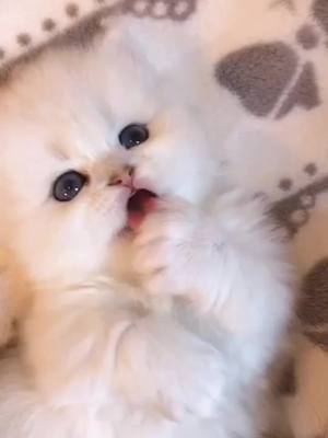 A post by @cat.love066 on TikTok caption: #kitten #cat #cute #kitty #pet #fyp