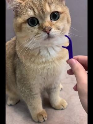 A post by @kittyanddoggylovers on TikTok caption: #cute #funnyanimal #memes #kitty #katze #pfy