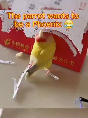 A post by @anan6680 on TikTok caption: The parrot wants to become a phoenix haha very inspirational 👍#funny #pet #parrot #inspirational #viral #tiktoker #fyp #foryou #foryoupage