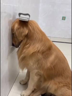 A post by @ashleycutepet on TikTok caption: A happy boi? 🐶 #goldenretriever #goldenretrieverlife #happydog  #pet #dogsoftiktok #foryou