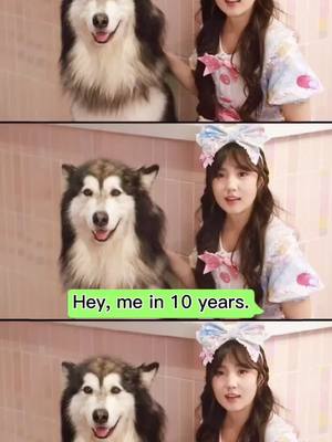 A post by @annieandcoco on TikTok caption: You like dogs, when he is no longer 10 years later, you will keep a pet?#pet #dog #fyp