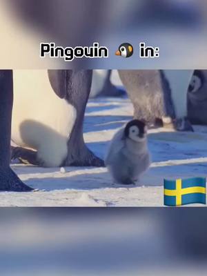 A post by @fightingspiritpeople on TikTok caption: 🐧 #pingouin #funny #justforfun #fightingspirit #sweden #australia #russia