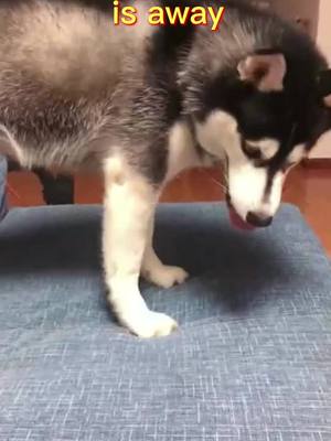 A post by @houseofstraypet on TikTok caption: #CarTikTok it seems that the blood is pure😂😂😂#siberianhusky #YesDayChallenge #dayandnight #AthletesOfTikTok #foryoupage