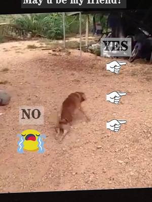 A post by @petvv0 on TikTok caption: Will you follow me?