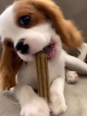 A post by @cavalierkingcharlesparis on TikTok caption: Yum yum 😋😋😋 #cavalierkingcharlesspaniel #viralvideo #foryou #cutepuppy #funnyvideos #dog #cavalierkingcharles #foryourpage