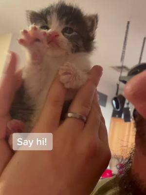 A post by @azcarerescue on TikTok caption: New late night arrival into the rescue! Found all alone and starting her rescue journey. Say hi! #fosterkittensoftiktok #catsoftiktok #kitten #rescue