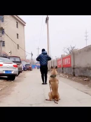 A post by @petshare on TikTok caption: #greenscreenvideo #dogsoftiktok #dog #yousremybestfriend #foryou #tiktokusa #funny #ilovemydog #pet #pets #puppy #funnyvideos