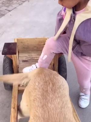 A post by @jamilaarthurvo51 on TikTok caption: #fyp #dog #happy  school car