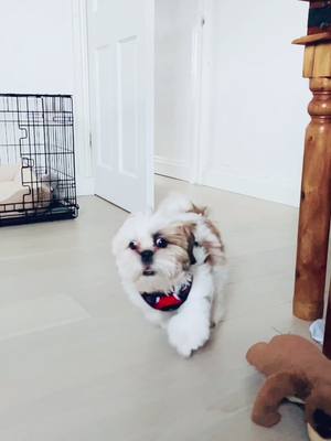 A post by @mary.elliex on TikTok caption: Meet Minnie 🐶#GoBoldColorista#fyp#dogsoftiktok#puppy#beautifulgirl