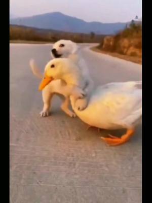 A post by @repan0927197 on TikTok caption: #duet with @lifetip22 #dog #duck #friends #foryou #fyp