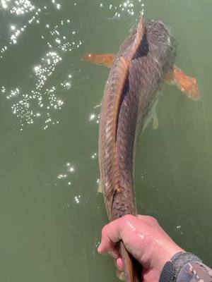 A post by @frigatebirdfishing on TikTok caption: #WAP #keepemwet #catchandrelease #redfish