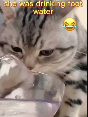 A post by @houseofstraypet on TikTok caption: #HerStory maybe she didn’t know she was drinking foot water😂#😂😂😂😂😂 #foryoupage #happy #cat