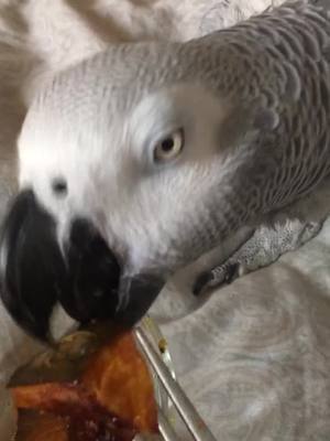 A post by @wikkibird on TikTok caption: Roasted kabocha squash is SO yummy!!!!😊#fyp #birdsoftiktok#adoptdontshop