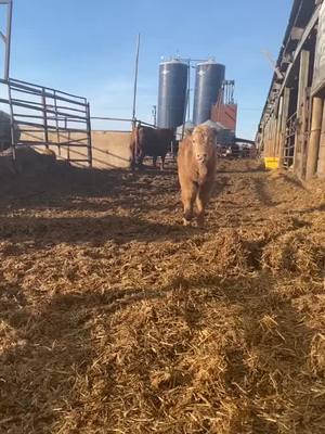 A post by @somebovines on TikTok caption: Goodmorning Boop #Boop #bottlecalf #grasspuppy #farming #cattle #cow #foryou #fyp