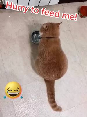 A post by @petlover_99 on TikTok caption: I'm hungry, hurry to feed me!  🐾 #funny #catlover #cute