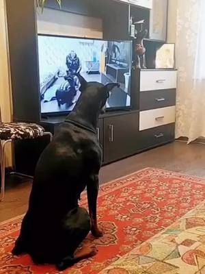 A post by @xiaoyun122508 on TikTok caption: 🐕Hard to believe ❤️#doberman #perro #genio #crack #hermoso #inteligente #lindo #imponente #genio