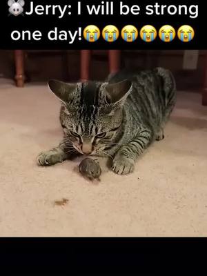 A post by @catandmouselive on TikTok caption: Jerry's cry from fate #foryou #catmouse #nature #😂😂😂