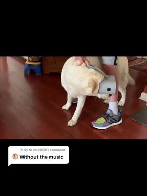 A post by @mistytok0 on TikTok caption: Reply to @weld636 My vid got deleted or something but here ya go again 😄#dog #fyp #AirPodsJUMP #funny #swag #vr #YesDayChallenge #foryou #trending