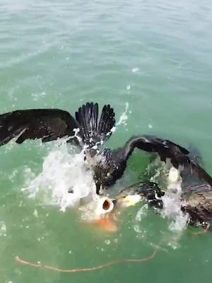 A post by @yingchengfish on TikTok caption: Fish bigger than themselves can't eat and don't give up.#cormorantosprey