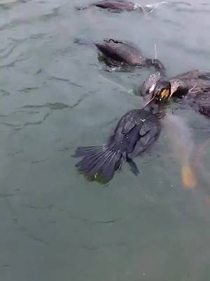 A post by @yingchengfish on TikTok caption: It's another big fish, and several of them catch it together.#cormorantosprey