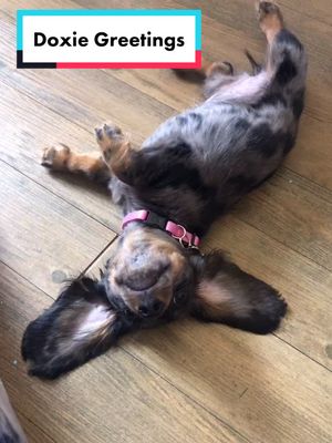 A post by @they.call.me.stevie on TikTok caption: Well hello there from me, Stevie 💕#fyp #OverShareInYourUnderwear #cutepuppy #puppytiktok #doxiesoftiktok #dachshundsoftiktok #foryoupage