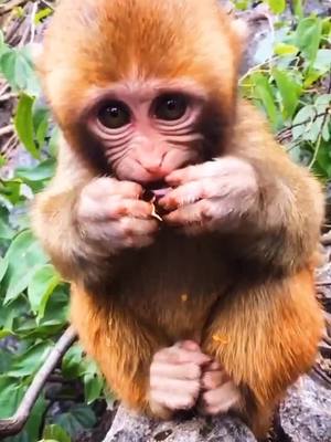 A post by @xin20160506 on TikTok caption: #monkey