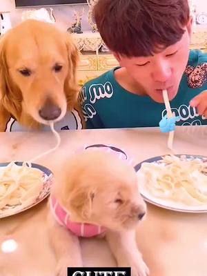 A post by @petdog_lisa on TikTok caption: Guess who eats noodles faster #puppy #cute #OverShareInYourUnderwear #dog #pet #guess #noodles #funny