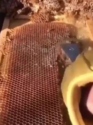 A post by @sensitivityy on TikTok caption: Do you guys like honey? 🍯 comment 👉  #satisfying #fyp #satisfyingvideos #tiktokusa