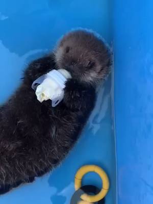 A post by @ottersoftiktok on TikTok caption: So cute 🥰 #fyp #ottersoftiktok #babyotter #milk #bottle #water #foryou