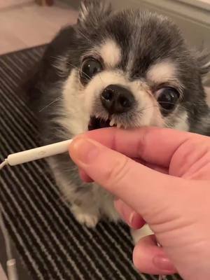 A post by @indiethechi on TikTok caption: If you squint hard enough you can JUST about see the teeth I have left 🥺 #indiethechi #chihuahua #fyp #owaowa