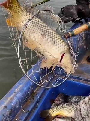 A post by @yingchengfish on TikTok caption: I caught a fish as big as myself alone, and I was too tired to rest on the boat with help.#cormorant#killbiggoshalione