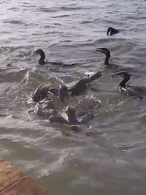 A post by @yingchengfish on TikTok caption: Perfect teamwork, big snakehead can't escape.#cormorant