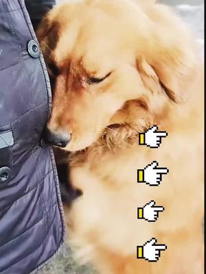 A post by @petdog_lisa on TikTok caption: #puppy #cute #dog #pet #funny #food