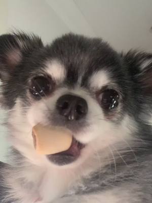 A post by @indiethechi on TikTok caption: 👁🍪👁 #TestReadyChic #indiethechi #JDAirMaxYourWay #chihuahua #fyp #owaowa