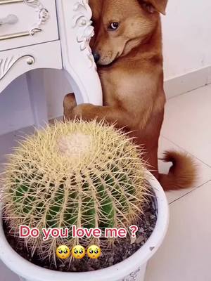 A post by @coooooolthings on TikTok caption: I ate the cactus flower 🥺🥺🥺dad is angry #ShowerWithMoxie #foryou #dog #fyp