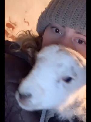 A post by @rachelwood2 on TikTok caption: Little lamby heaven 💖 #agri #agriculture #farmlife #lambs #cute #foryoupage #country #countrygirl